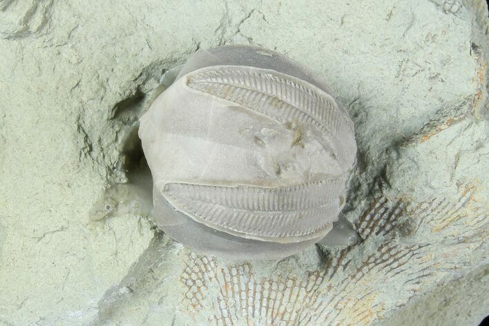 Blastoid (Pentremites) Fossil - Illinois #184091